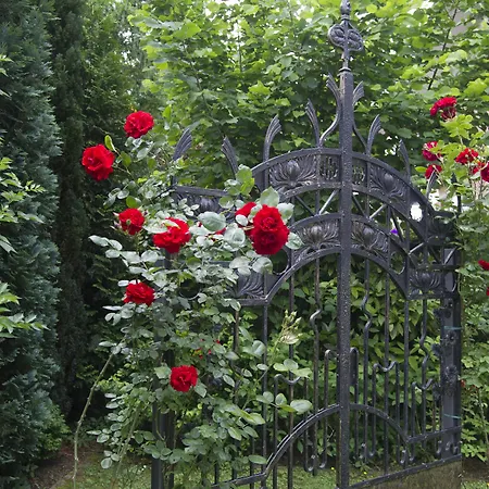 Boutiquehotel Dreesen - Villa Godesberg Hotell 4*